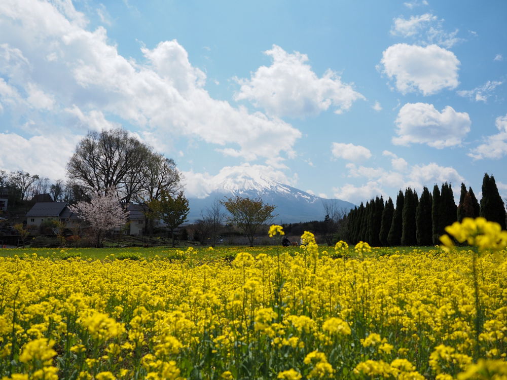 花の都公園、菜の花４月春の花、山梨県南都留郡の観光・撮影スポットの名所